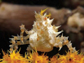   Yellow Candy Crab  